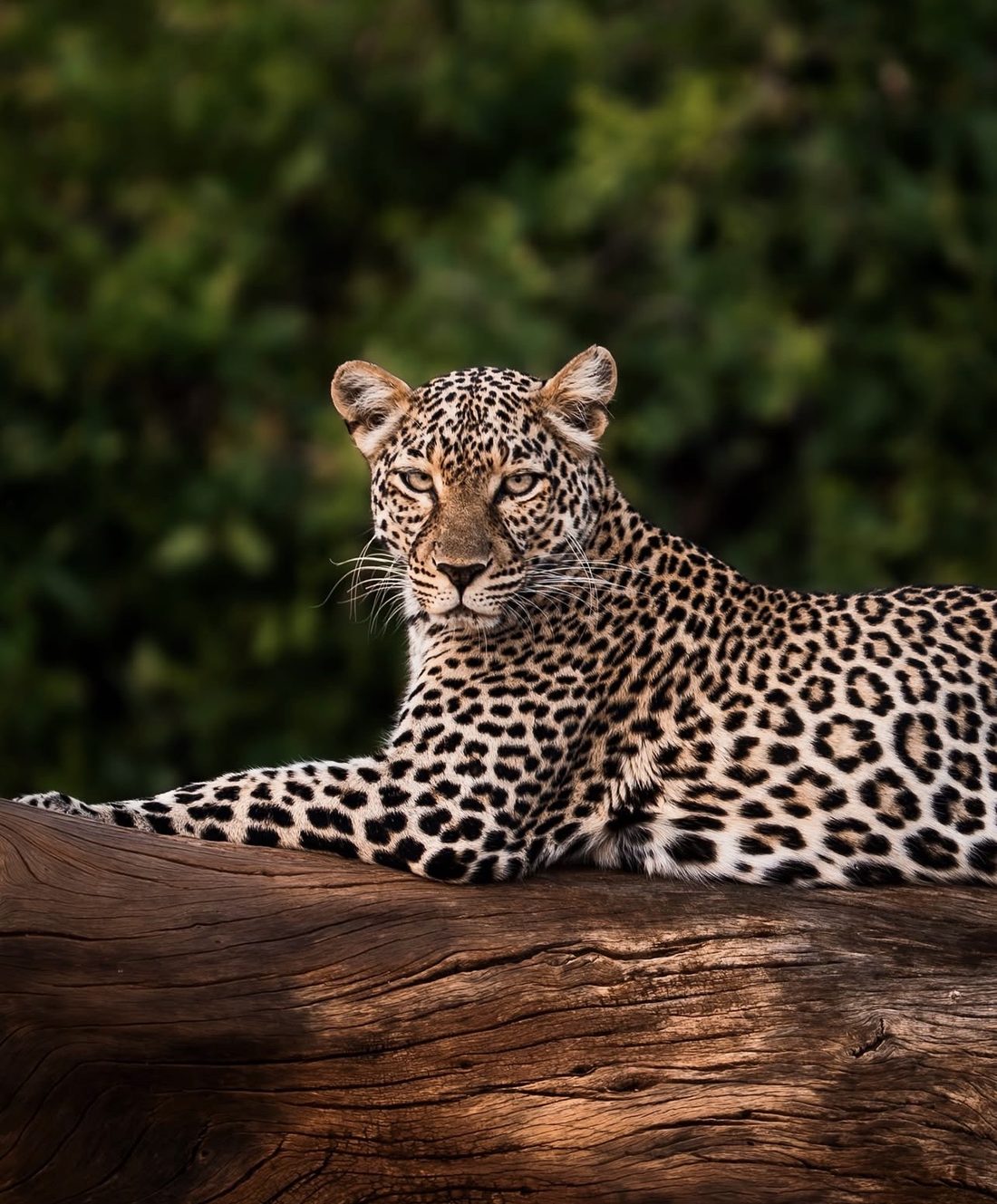 Leopard resting on a fallen tree trunk